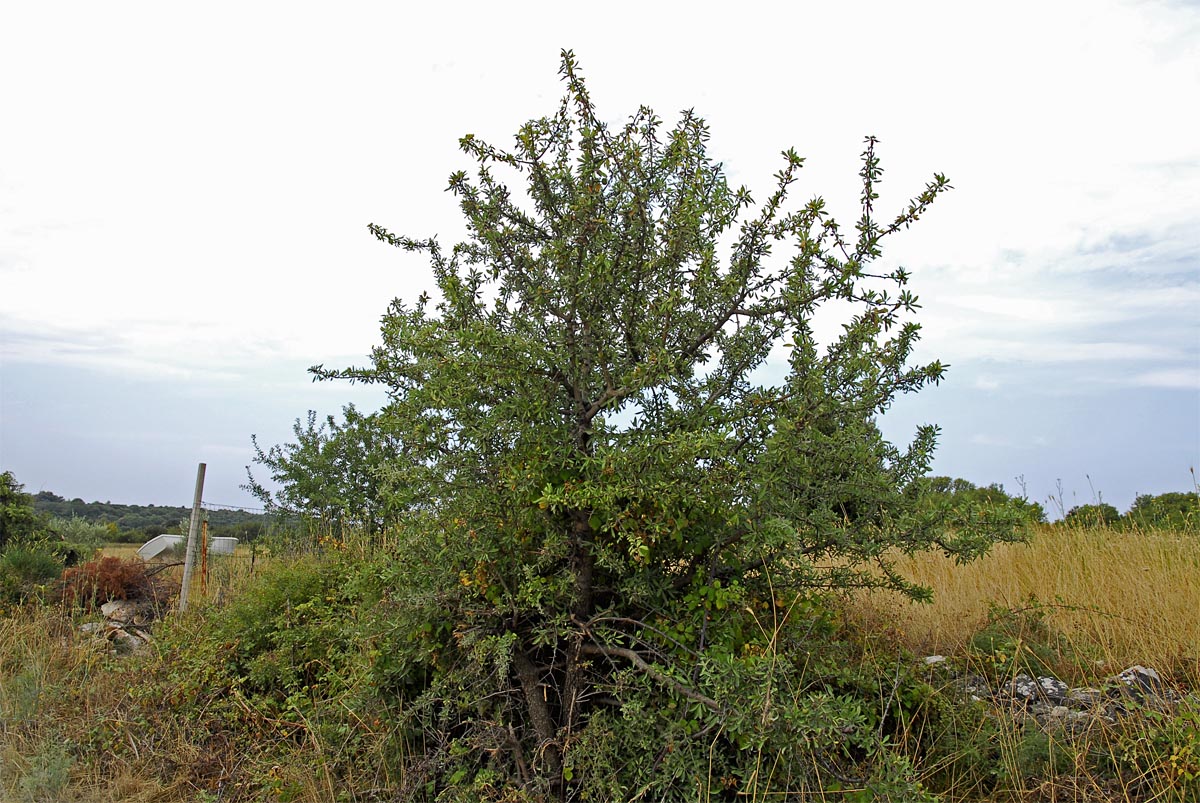 Pyrus amygdaliformis